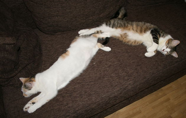 Zwei Katzen müde auf dem Sofa