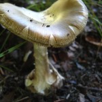 knollenblätterpilz