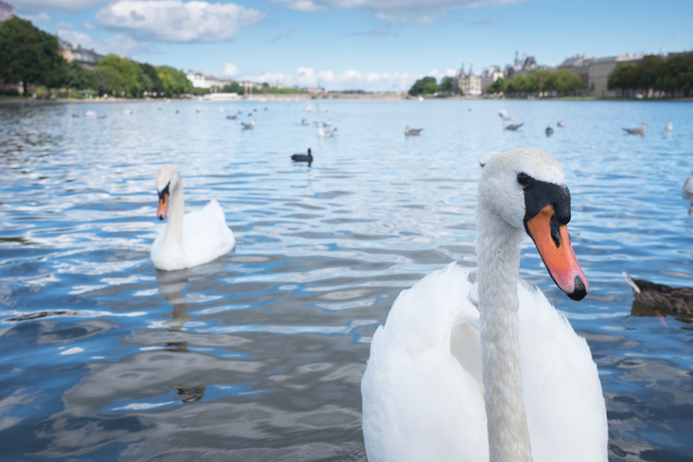 schwan-in-kopenhagen